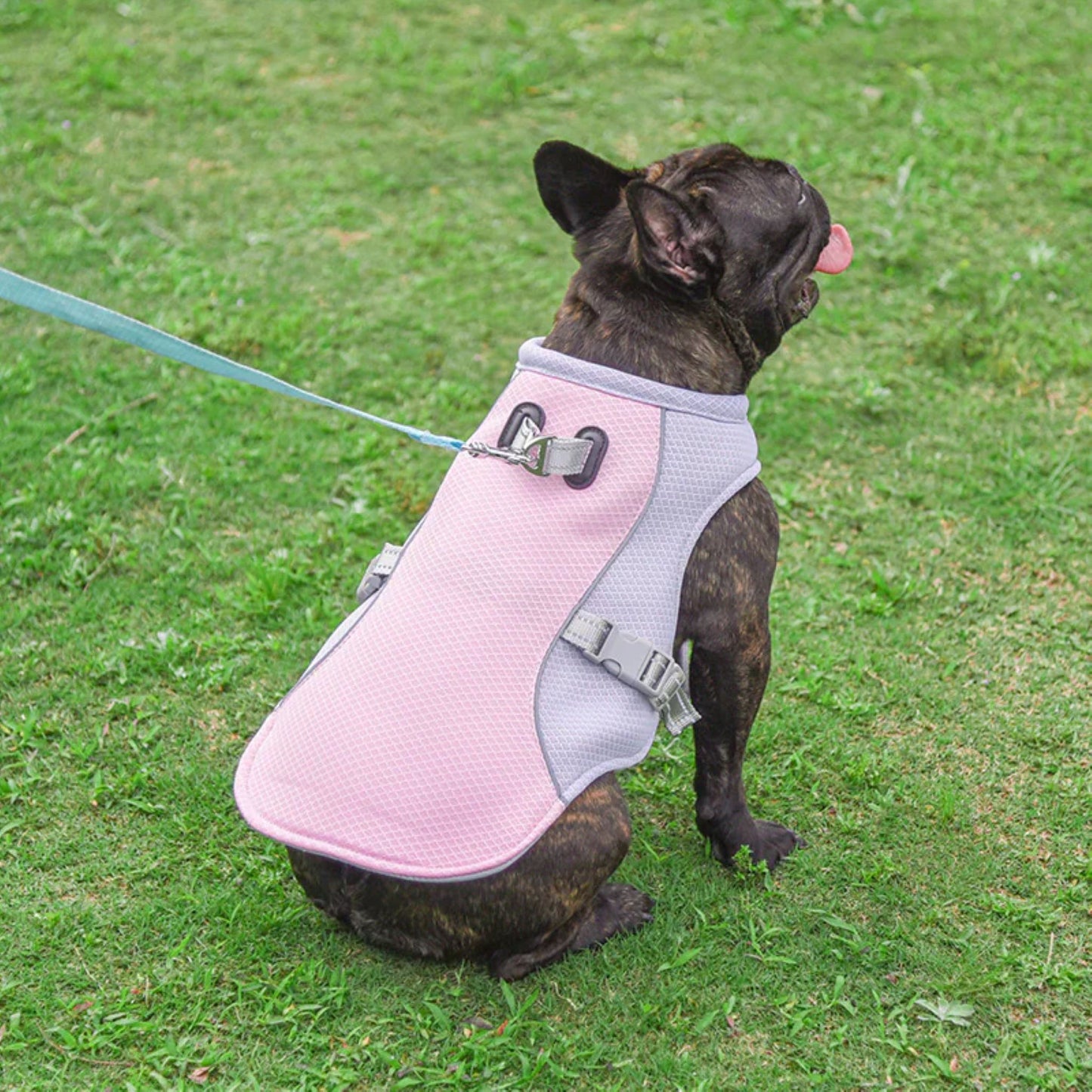 Premium Dog Cooling Vest